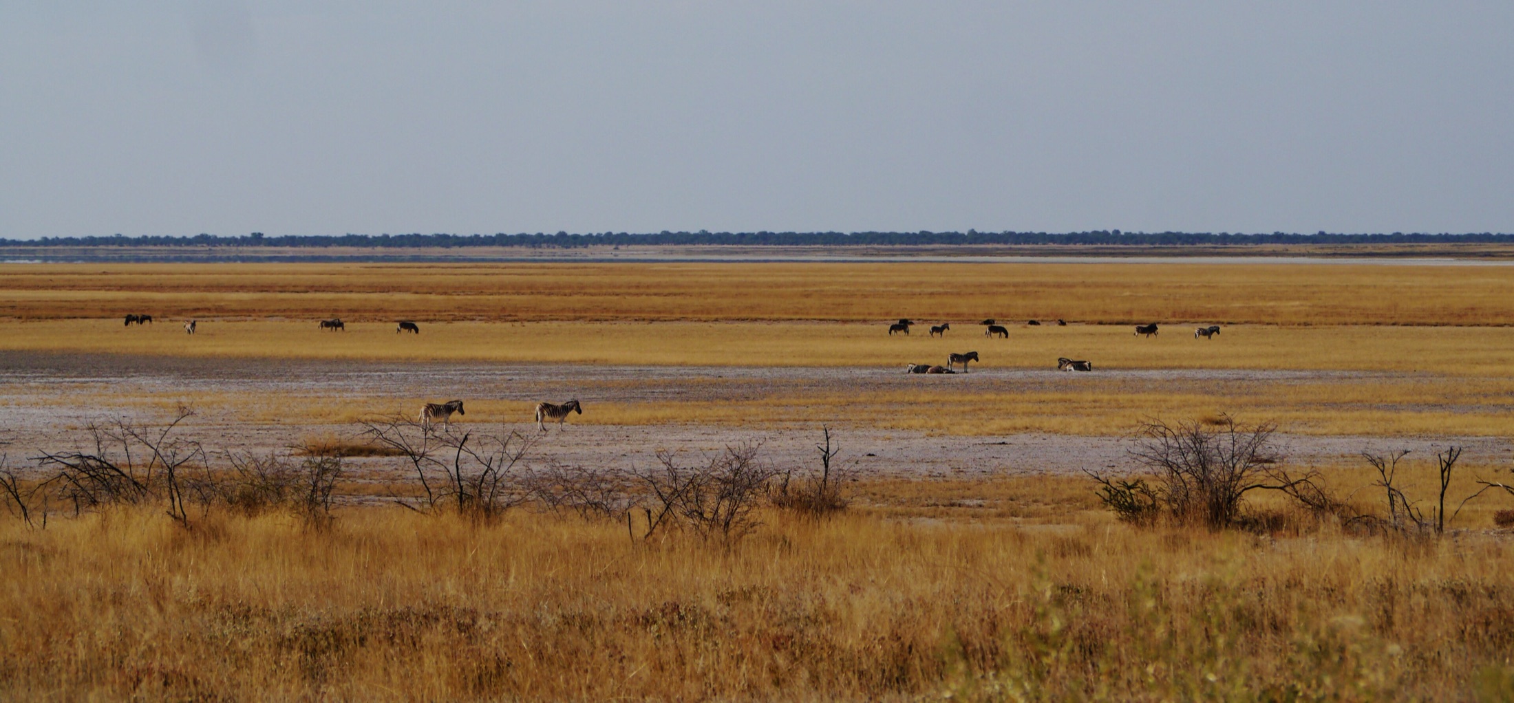 namibia-etosha